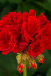 Geranium - Tango Deep Red