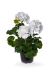 Geranium - Tango White