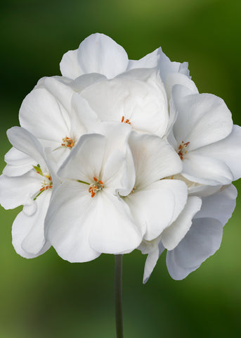 Geranium - Tango White