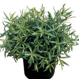 Tarragon - French