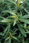 Tarragon - French