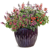 Salvia - Unplugged Red