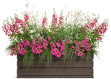 Gaura - Stratosphere White
