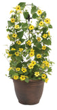 Thunbergia - Yellow