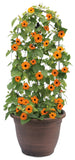 Thunbergia - Orange