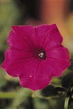 Petunia - Tidal Wave Cherry