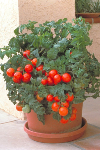 Tomato - Patio