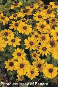 Rudbeckia - Toto Gold