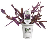 Tradescantia - Pallida