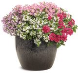 Petunia - Supertunia Mini Vista Pink Cloud