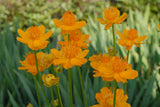 Trollius - Golden Queen