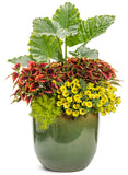 Coleus - Colorblaze El Brighto