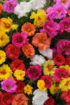 Portulaca - Happy Hour Tropical Mix