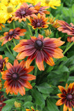 Rudbeckia - Autumn Colors