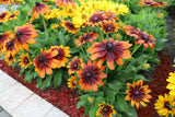 Rudbeckia - Autumn Colors