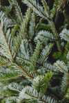 Silver Fir