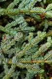 Silver Fir
