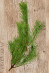 White Pine