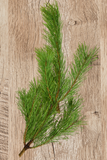 White Pine