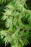 Cedar