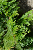 Cedar