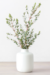 Eucalyptus - Parvifolia