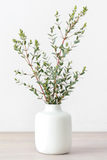 Eucalyptus - Parvifolia
