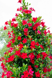 Dipladenia - Tropica Grande Red