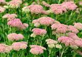Sedum - Autumn Joy