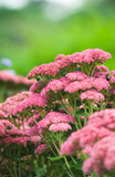Sedum - Autumn Joy