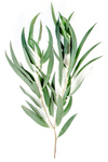 Eucalyptus - Feather/Willow