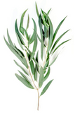Eucalyptus - Feather/Willow