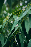Eucalyptus - Feather/Willow