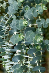 Eucalyptus - Baby Blue