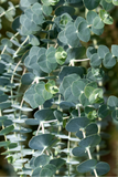 Eucalyptus - Baby Blue