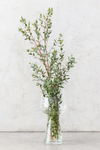 Eucalyptus - Parvifolia