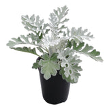 Dusty Miller - Silverdust