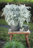 Dusty Miller - Silverdust