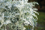 Dusty Miller - Silverdust