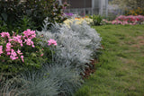 Dusty Miller - Silverdust
