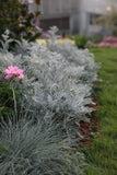 Dusty Miller - Silverdust