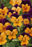 Viola - Sorbet Orange Jump Up