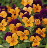 Viola - Sorbet Orange Jump Up