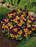 Viola - Sorbet Orange Jump Up