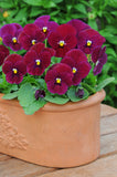 Viola - Sorbet Carmine Rose