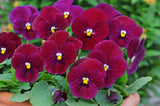 Viola - Sorbet Carmine Rose