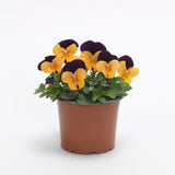 Viola - Sorbet Orange Jump Up