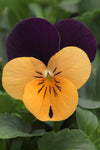 Viola - Sorbet Orange Jump Up