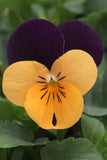 Viola - Sorbet Orange Jump Up