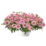 Verbena - Vanessa Pink Bicolor
